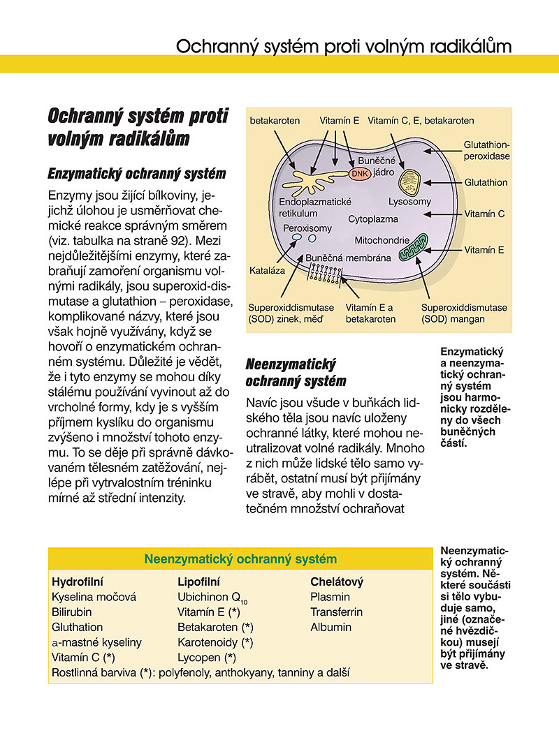 Sportovn� v��iva, Dr. Peter Konopka