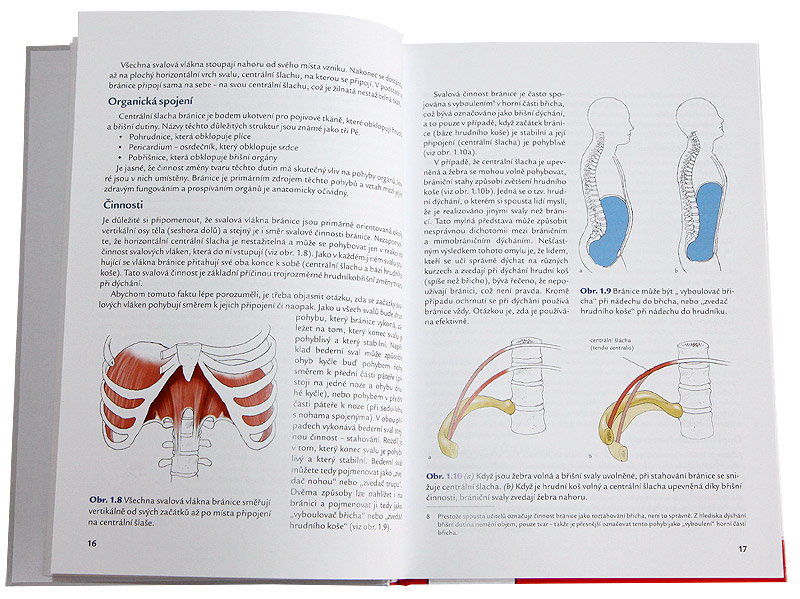 J�ga - anatomie (Leslie Kaminoff)