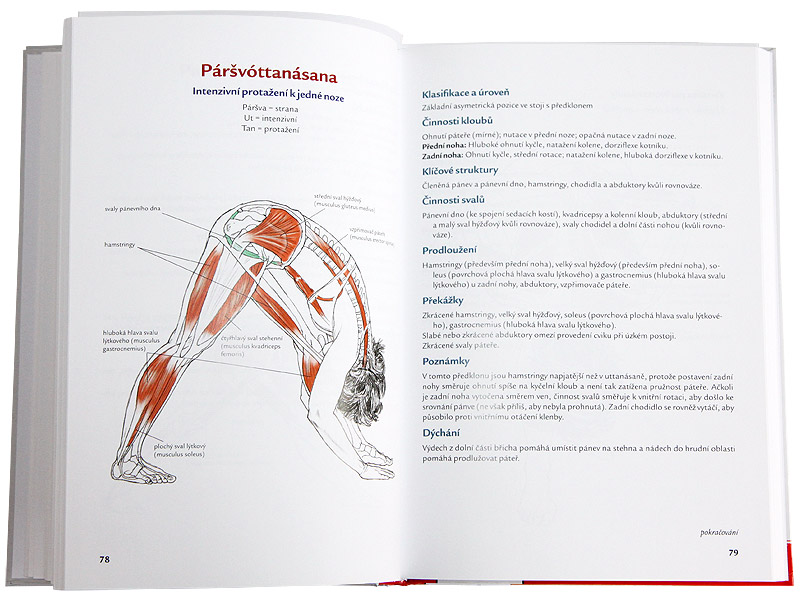 J�ga - anatomie (Leslie Kaminoff)