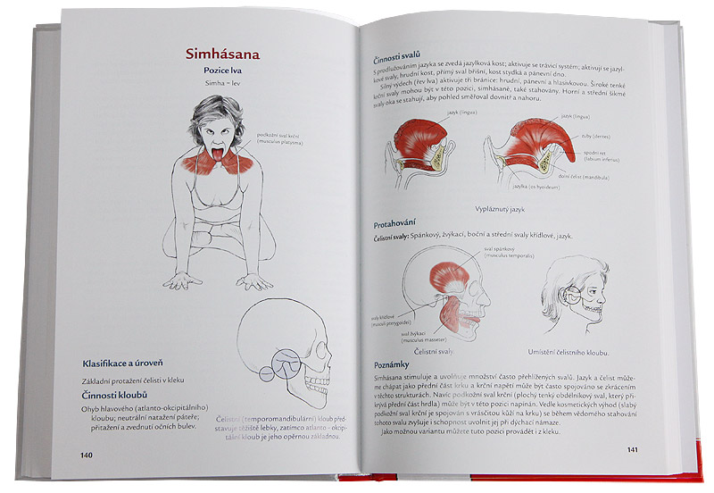 J�ga - anatomie (Leslie Kaminoff)
