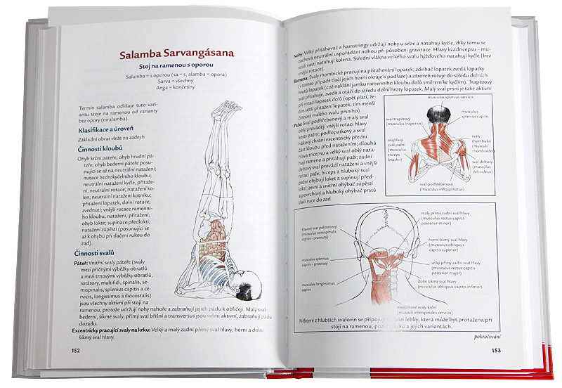 J�ga - anatomie (Leslie Kaminoff)