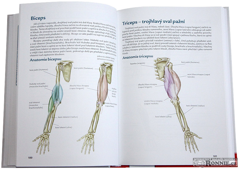 Bodybuilding - anatomie (Nick Evans)