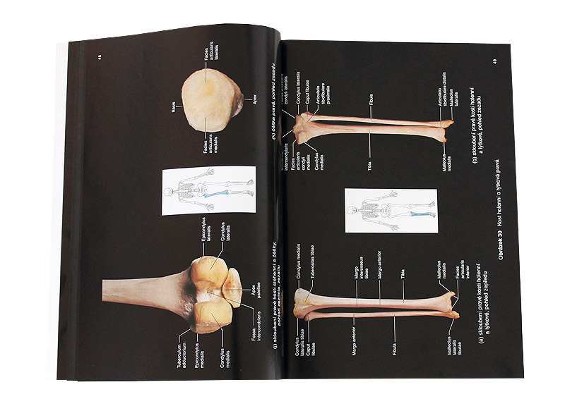 Lidsk� t�lo - obrazov� atlas (Hutchinson, Mallatt, Marieb)