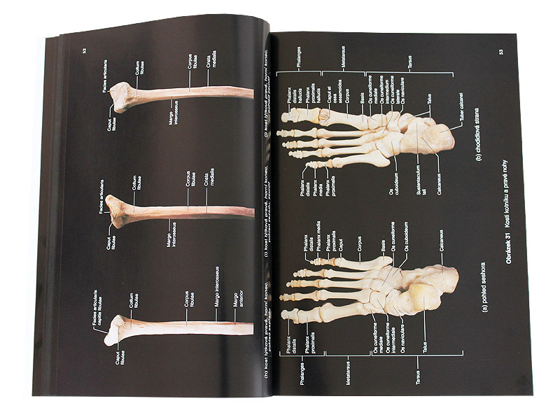Lidsk� t�lo - obrazov� atlas (Hutchinson, Mallatt, Marieb)