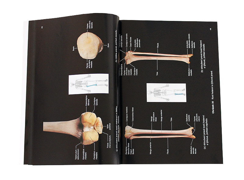 Lidsk� t�lo - obrazov� atlas (Hutchinson, Mallatt, Marieb)
