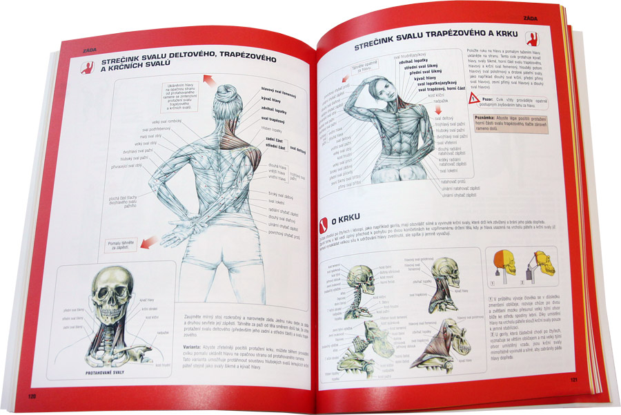 Posilov�n� - anatomick� pr�vodce (Kopp)