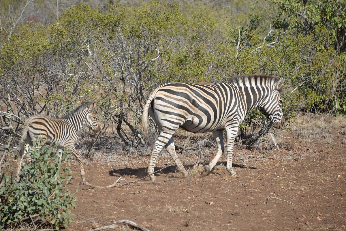 Afrika o�ima Margity a Franti�ka Z�molov�ch