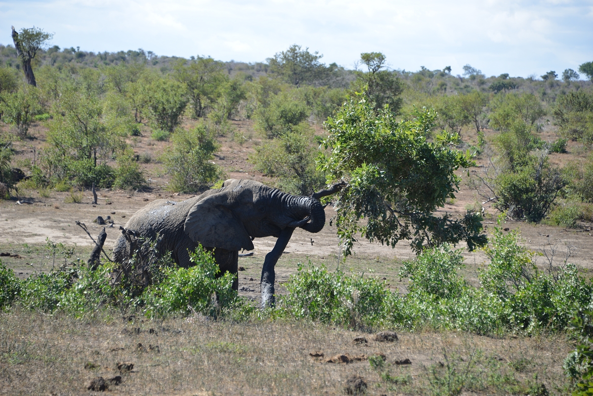 Afrika o�ima Margity a Franti�ka Z�molov�ch