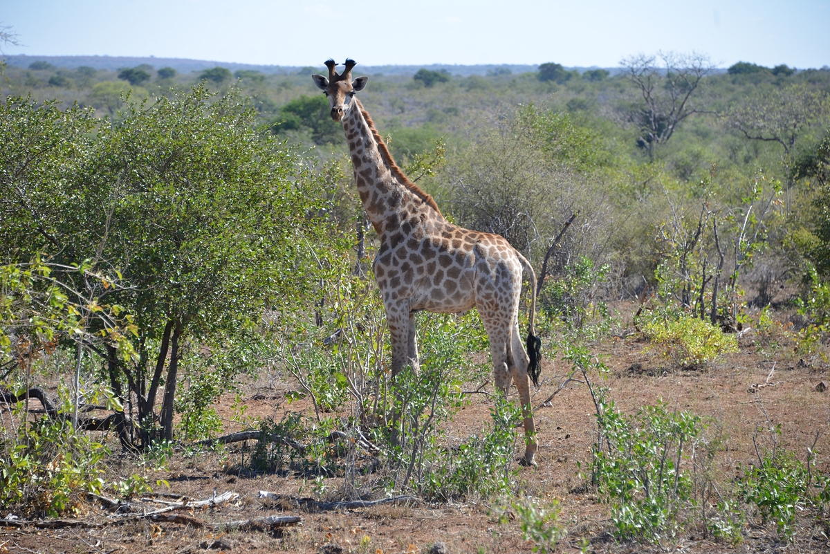Afrika o�ima Margity a Franti�ka Z�molov�ch