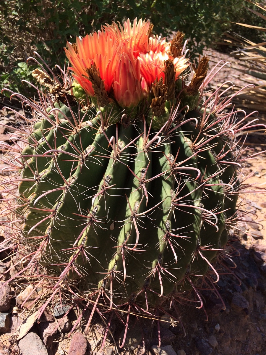 Arizona Pro 2016 - Phoenix
