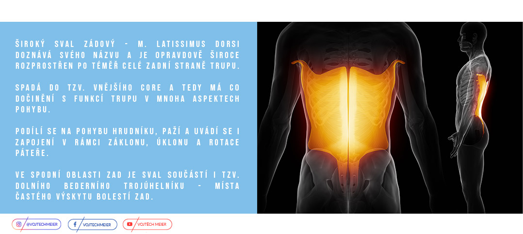 M. Latissimus dorsi a jeho pokryt� z�dov� ��sti trupu 