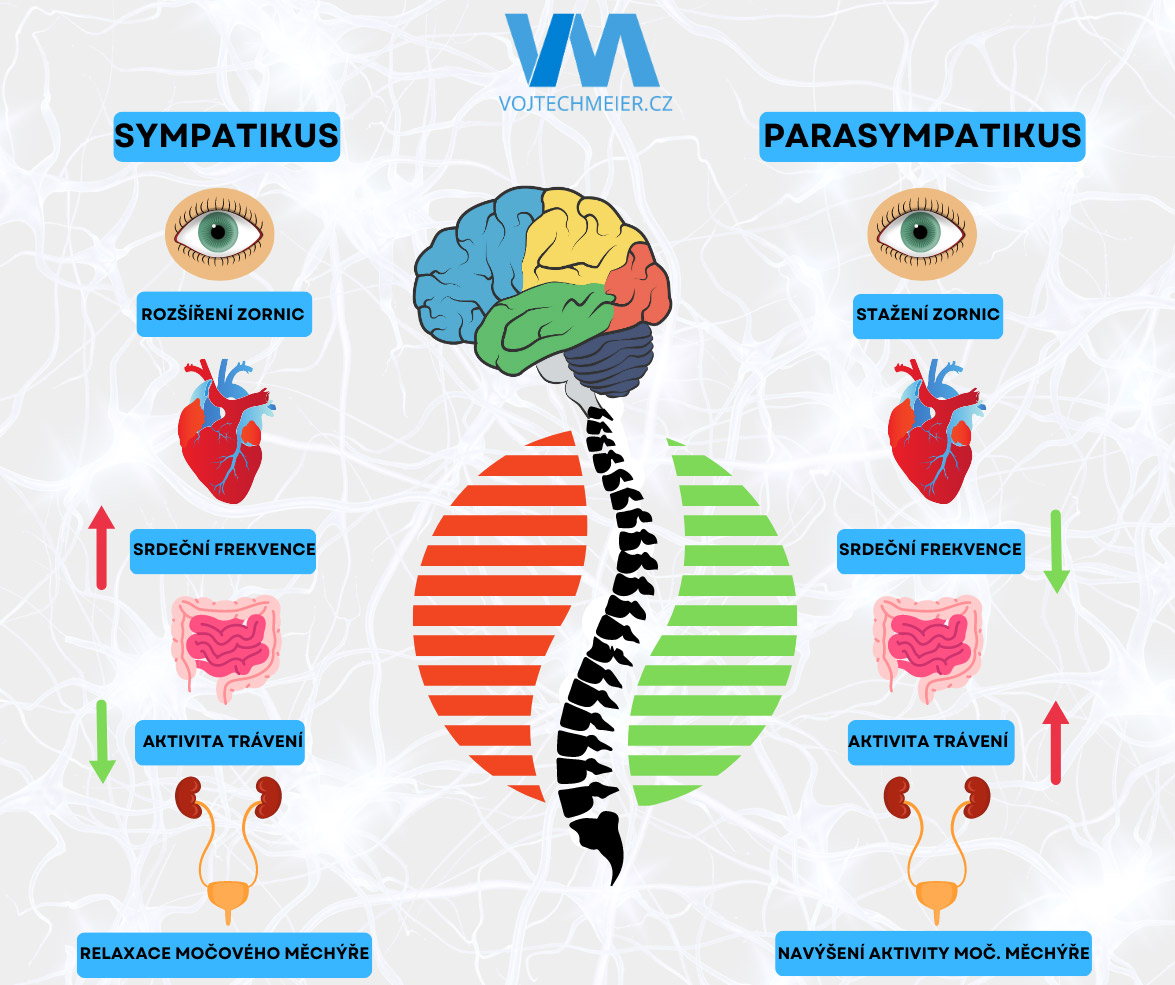 Sympatikus vs. parasympatikus