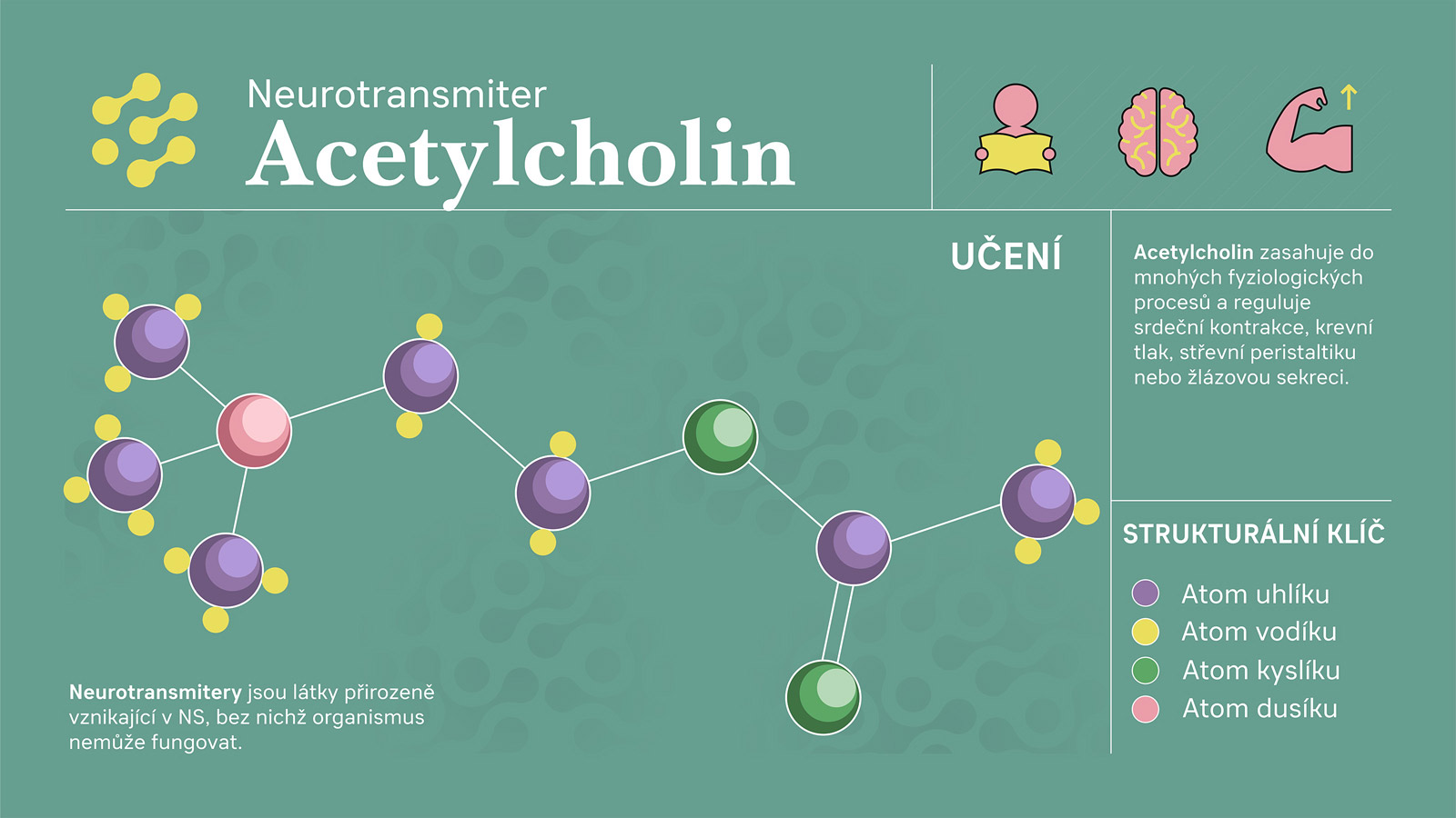 Souhrnn� informace o acetylcholinu