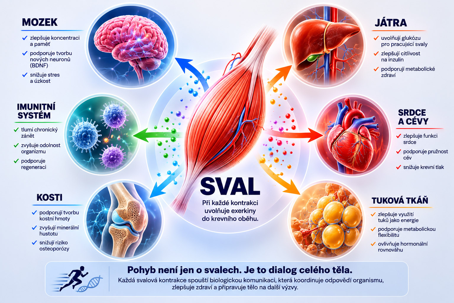 Ka�d� svalov� kontrakce spou�t� biologickou komunikaci, kter� koordinuje odpov�� cel�ho organismu na pohyb